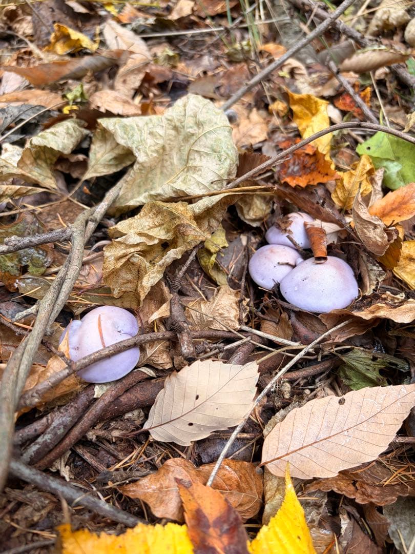 sento‼️天然きのこ ムラサキシメジ なめこ