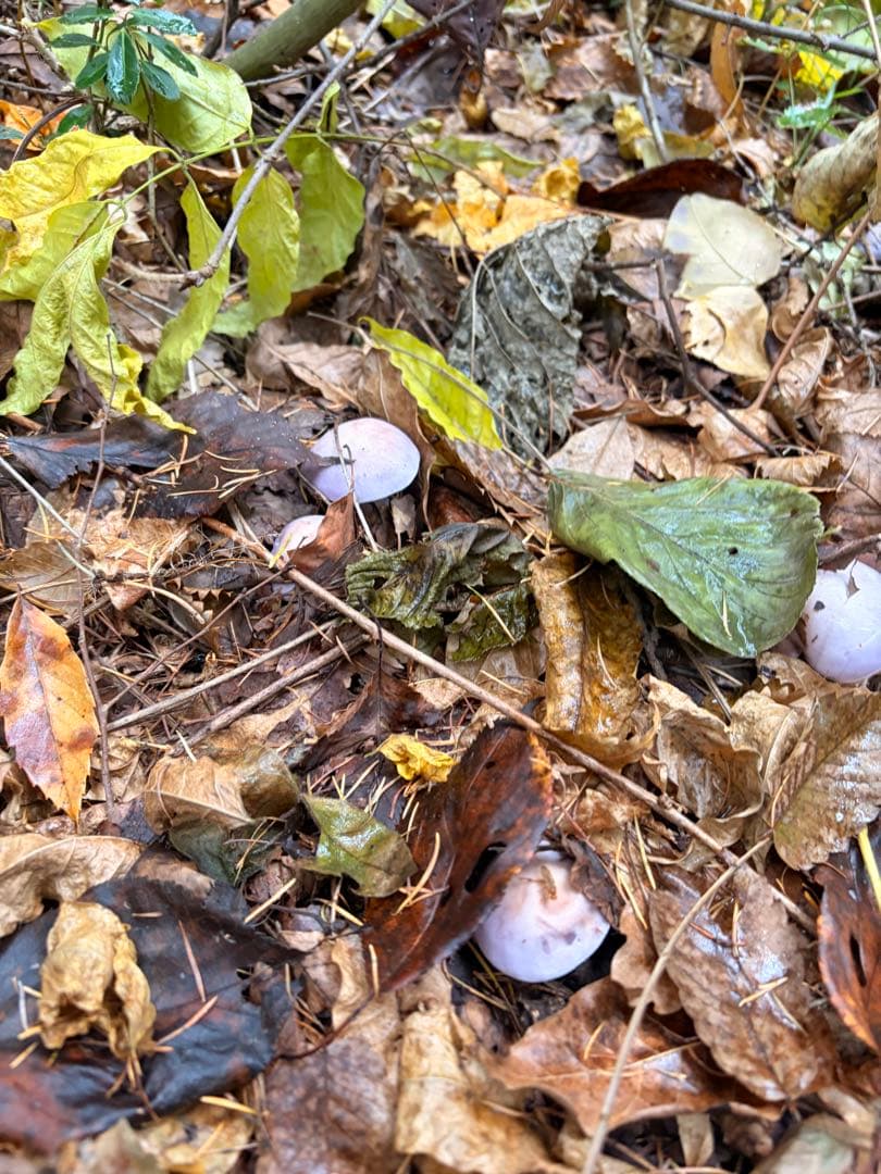 sento‼️天然きのこ ムラサキシメジ なめこ