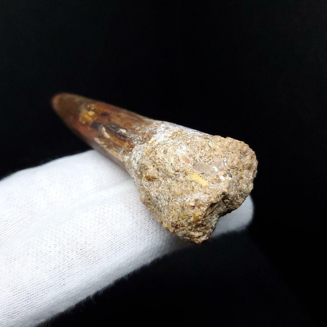 スピノサウルス 本物 モロッコ産 62.70mm sp450