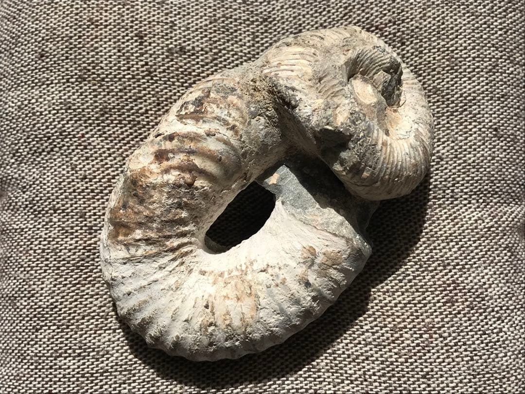 マダガスカル産　アンモナイト化石（ノストセラス）母岩なし　稀少