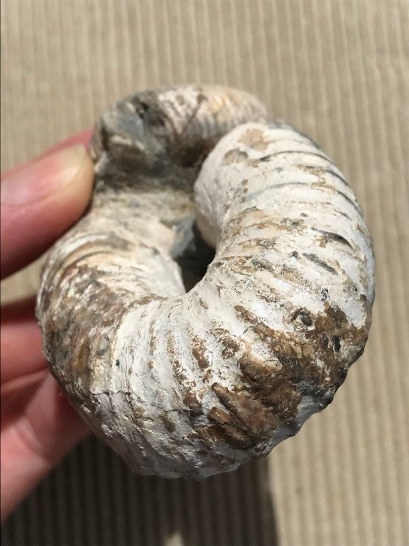 マダガスカル産　アンモナイト化石（ノストセラス）母岩なし　稀少