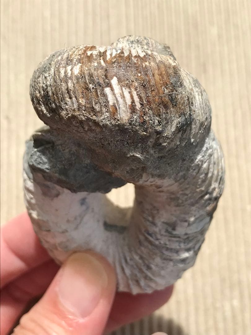 マダガスカル産　アンモナイト化石（ノストセラス）母岩なし　稀少