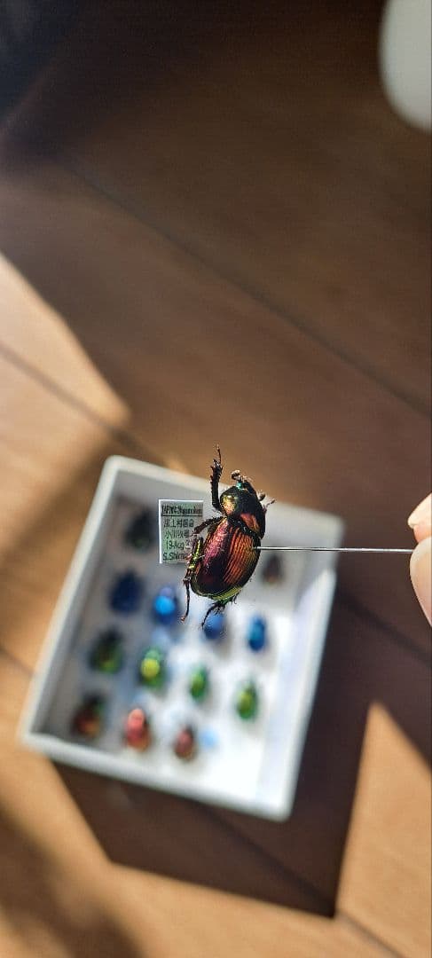 フンコロガシ　標本