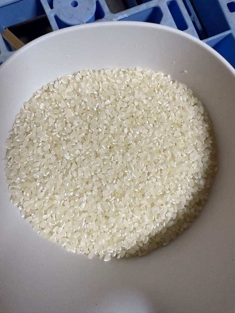 令和6年産農家直売コシヒカリ白米9kg