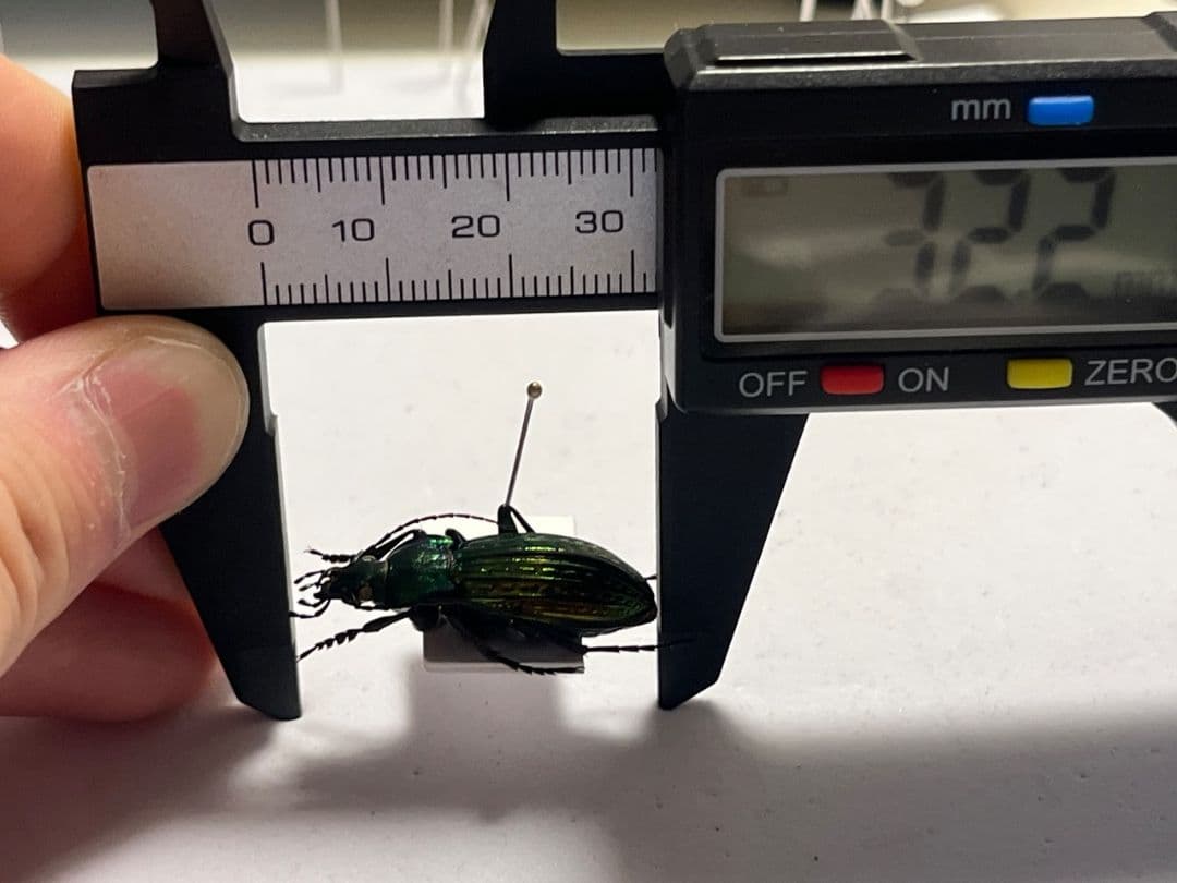 【32mm】Eucarabus ulrichi オサムシ カブリモドキ標本