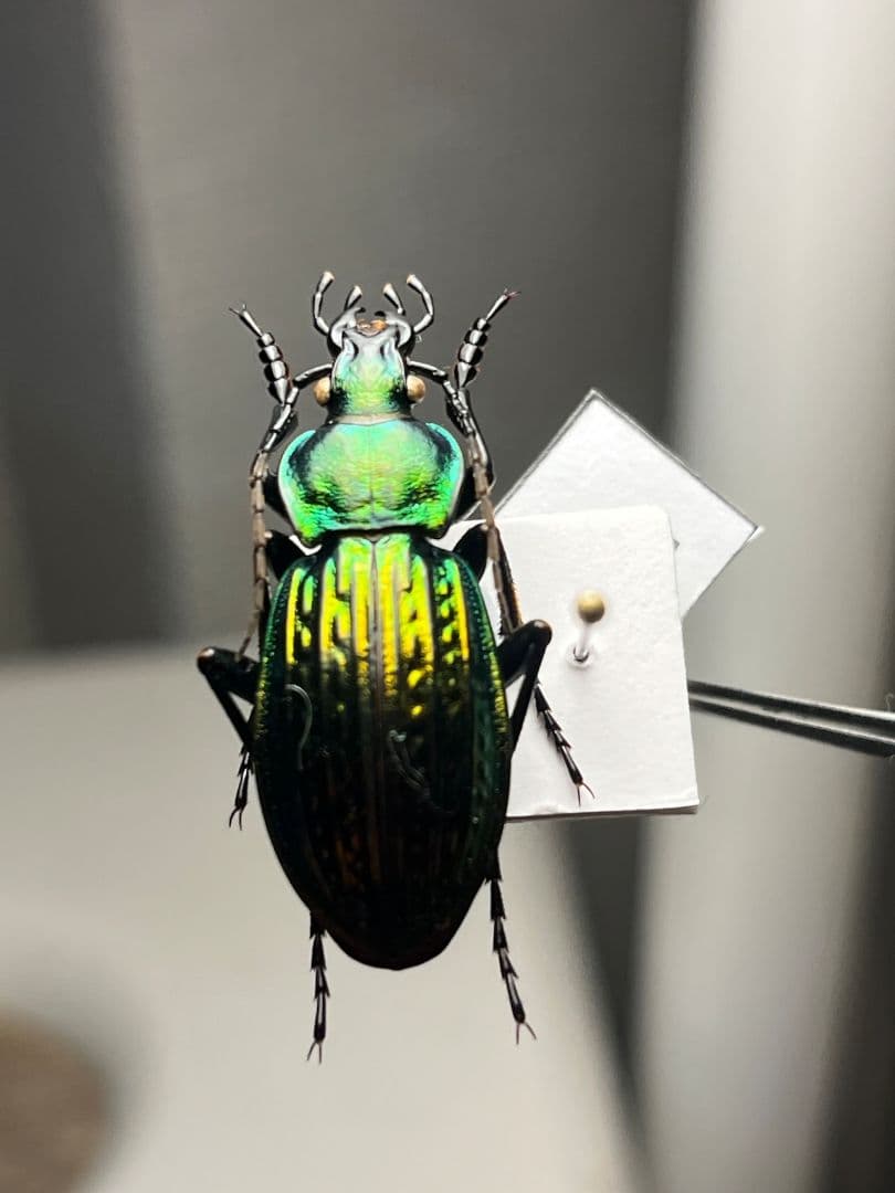 【32mm】Eucarabus ulrichi オサムシ カブリモドキ標本