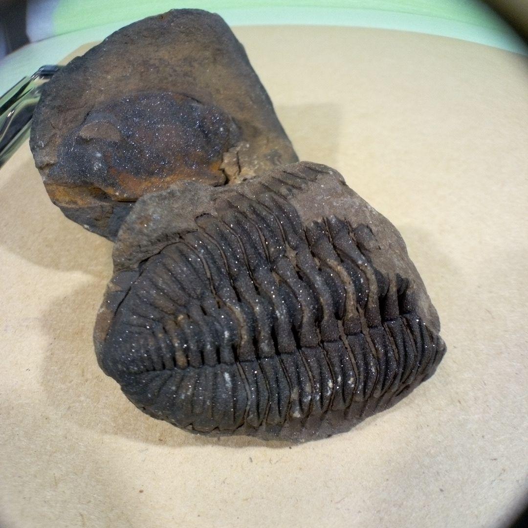 三葉虫　化石　fossil　ボリビア産　レア　Fossil判別⑦