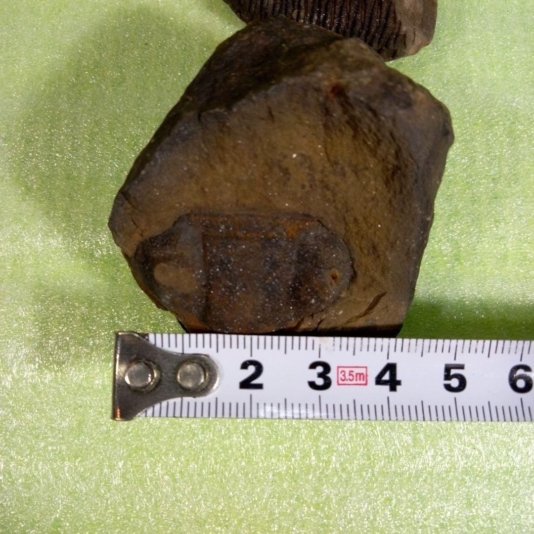 三葉虫　化石　fossil　ボリビア産　レア　Fossil判別⑦