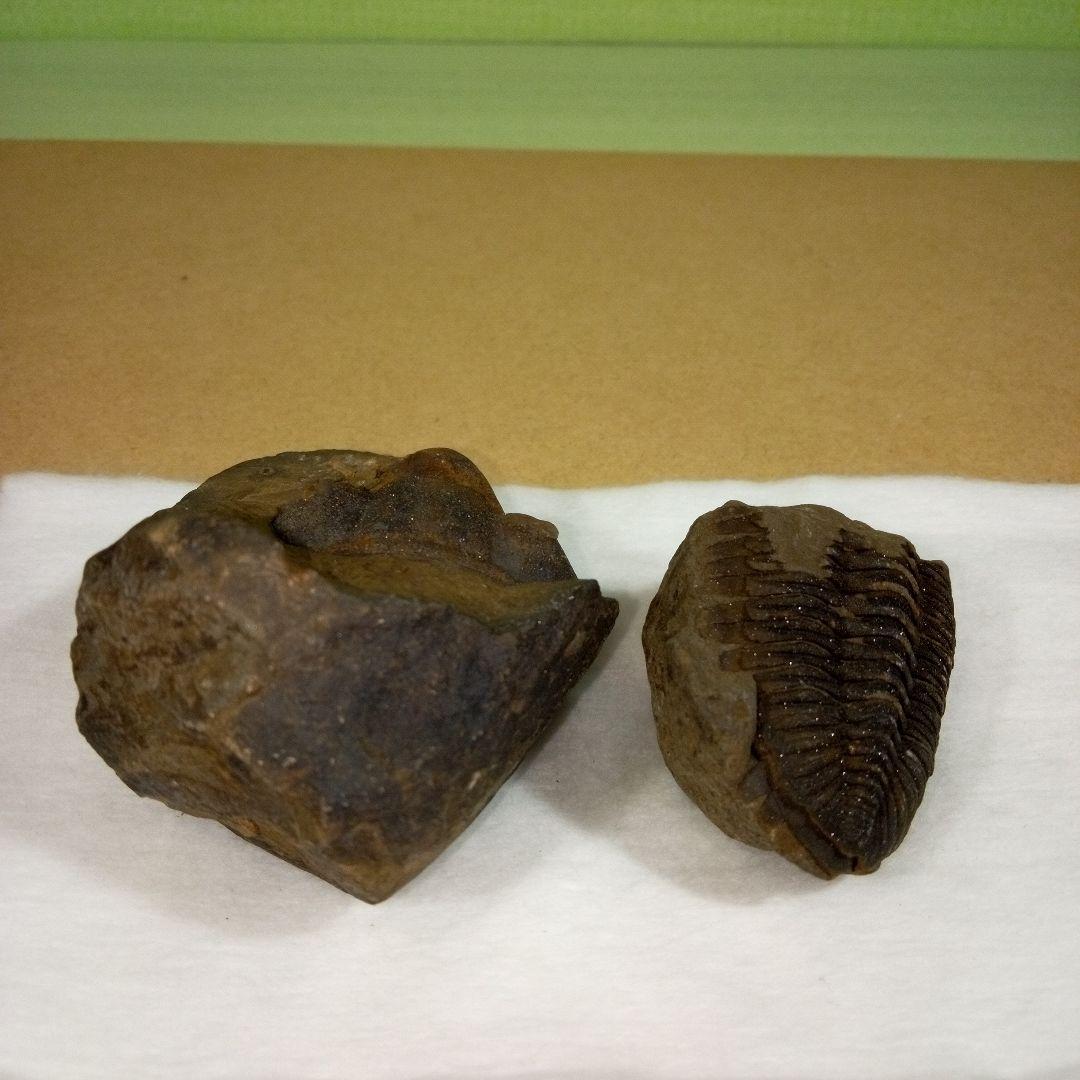 三葉虫　化石　fossil　ボリビア産　レア　Fossil判別⑦