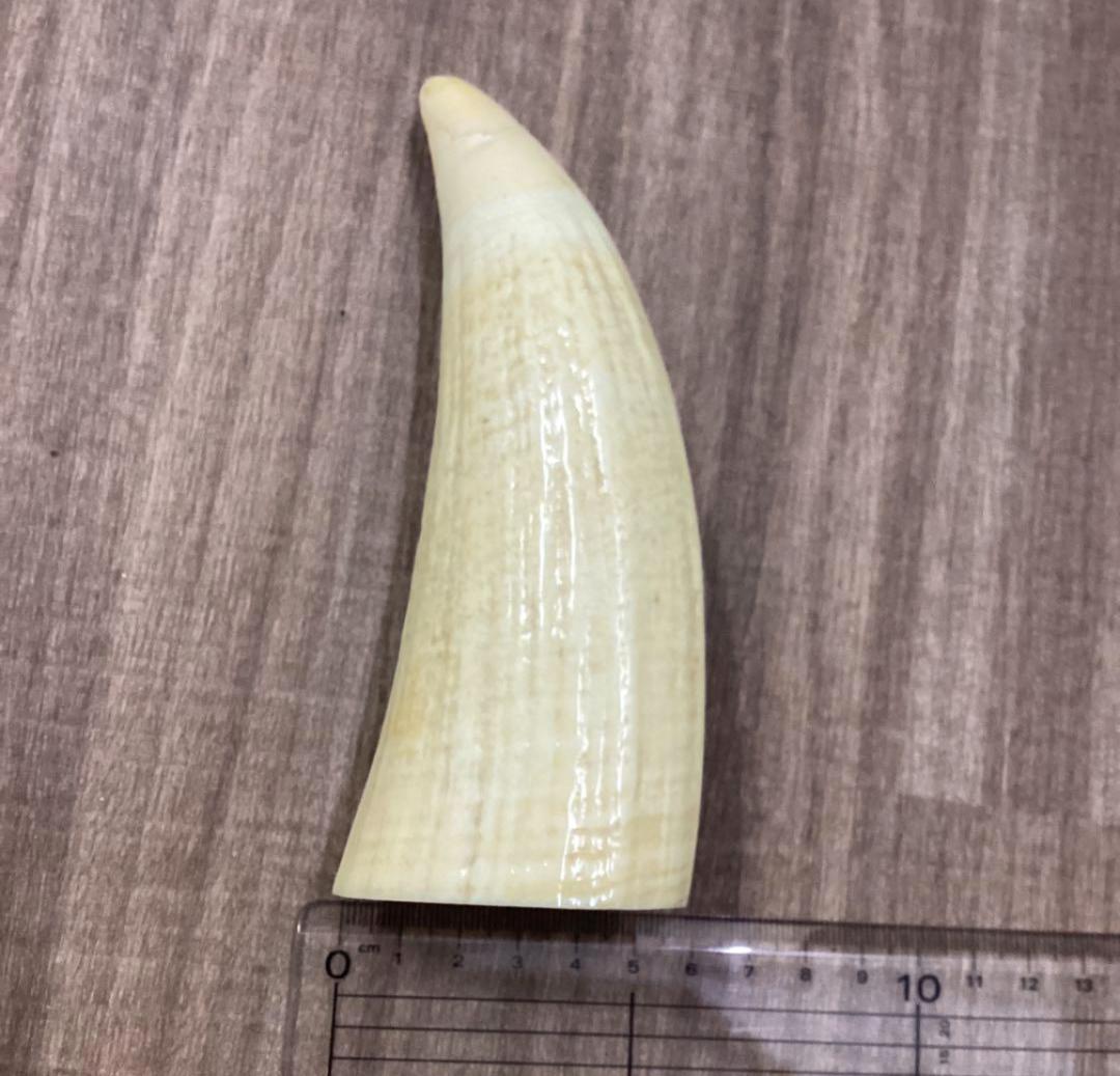 手彫鯨牙工芸品 辰置物　玉峰　希少　鯨歯