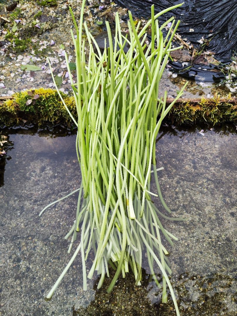 【別注】4kg ご注文後に収穫！ 安曇野産 生わさびの太茎 わさび 茎