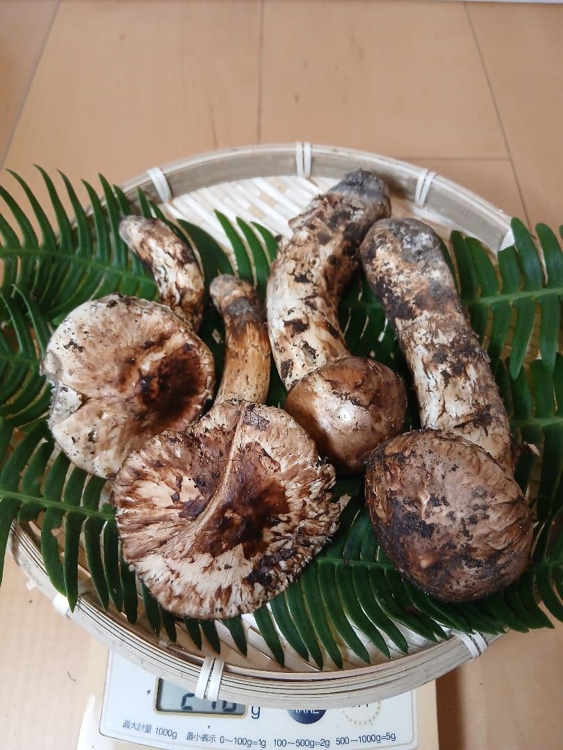 ★原田★山形県産 松茸 国産 マツタケ まつたけ