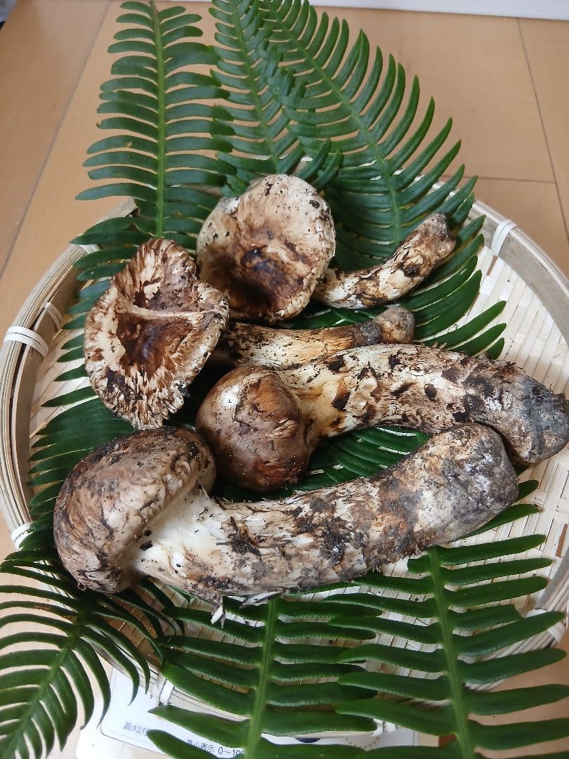 ★原田★山形県産 松茸 国産 マツタケ まつたけ