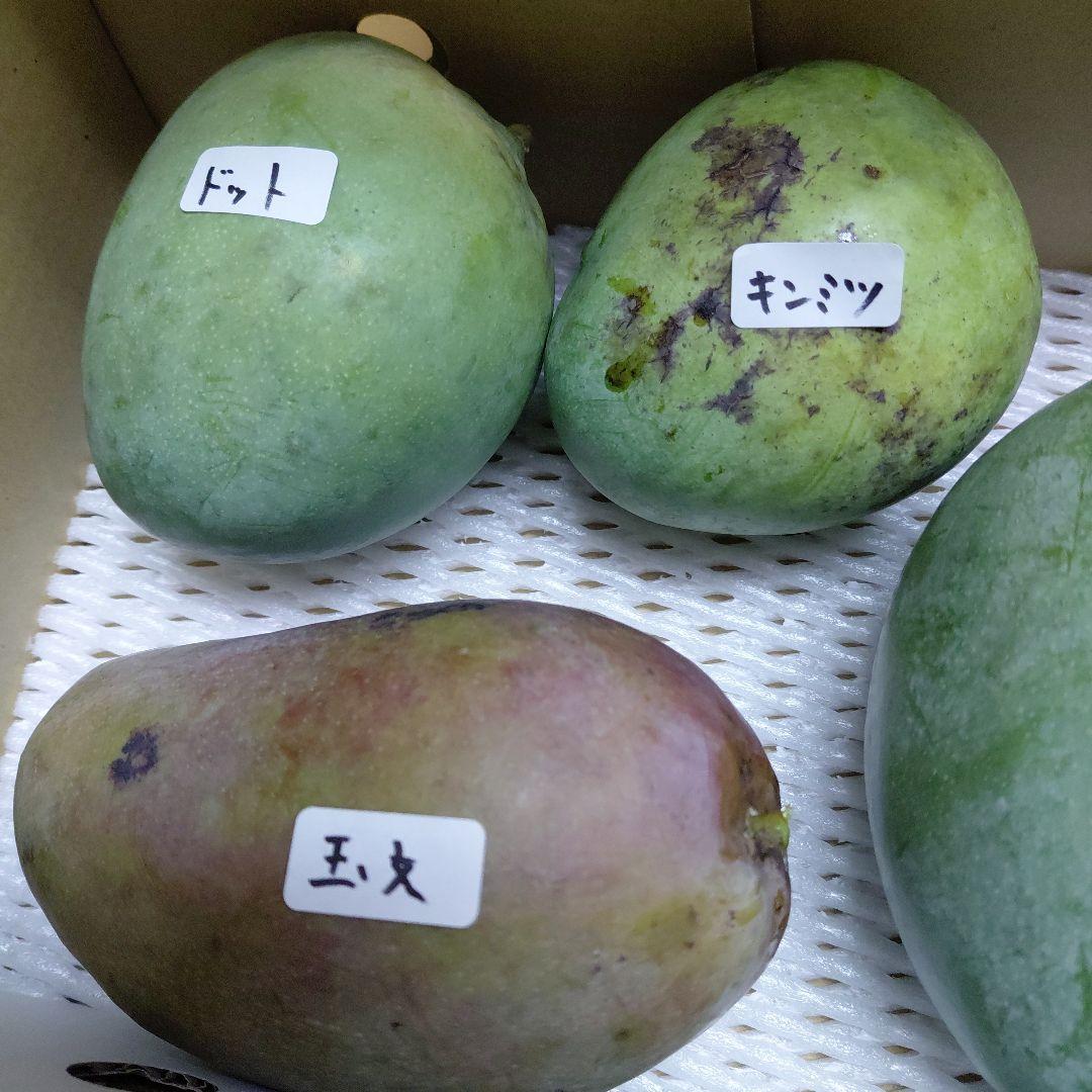 追熟型①と②　色々マンゴー食べ比べセット