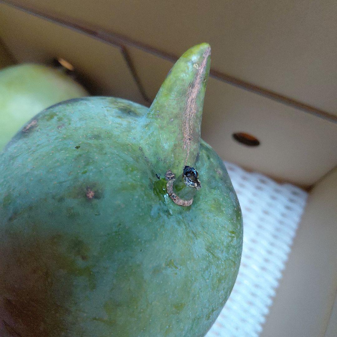 追熟型①と②　色々マンゴー食べ比べセット