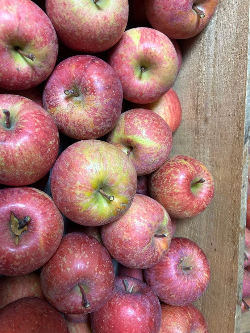 青森県産農薬不使用サンフジりんご10キロにんにく5キロ送料無料