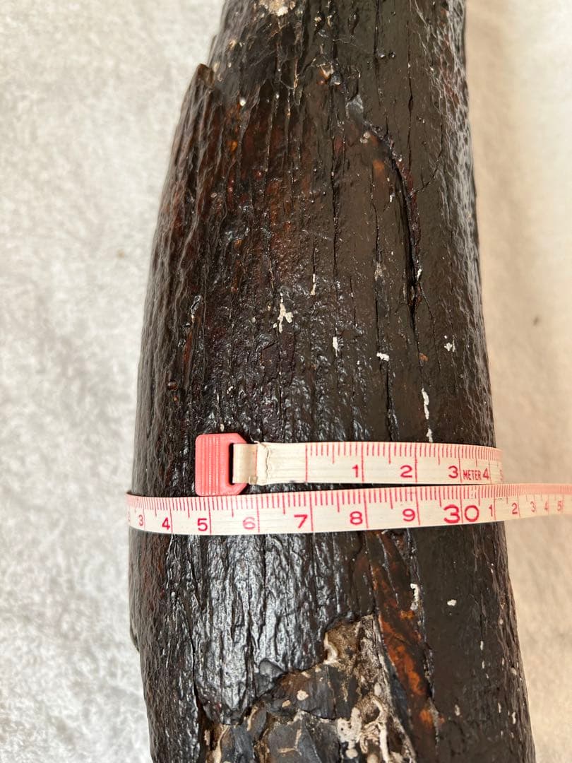 マンモス　ナウマンゾウ化石　牙