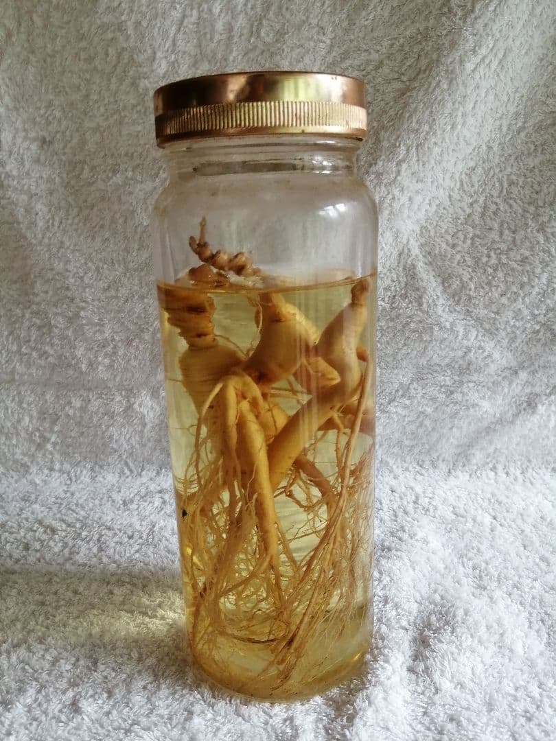 朝鮮人参 山人参