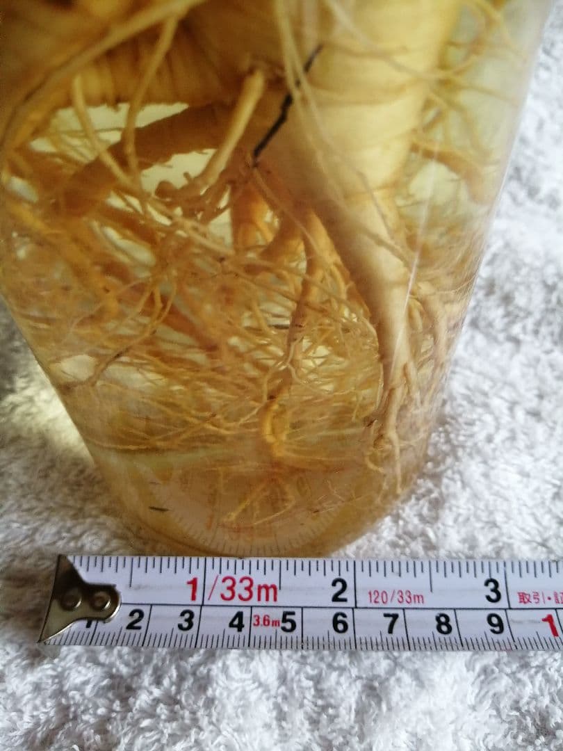 朝鮮人参 山人参