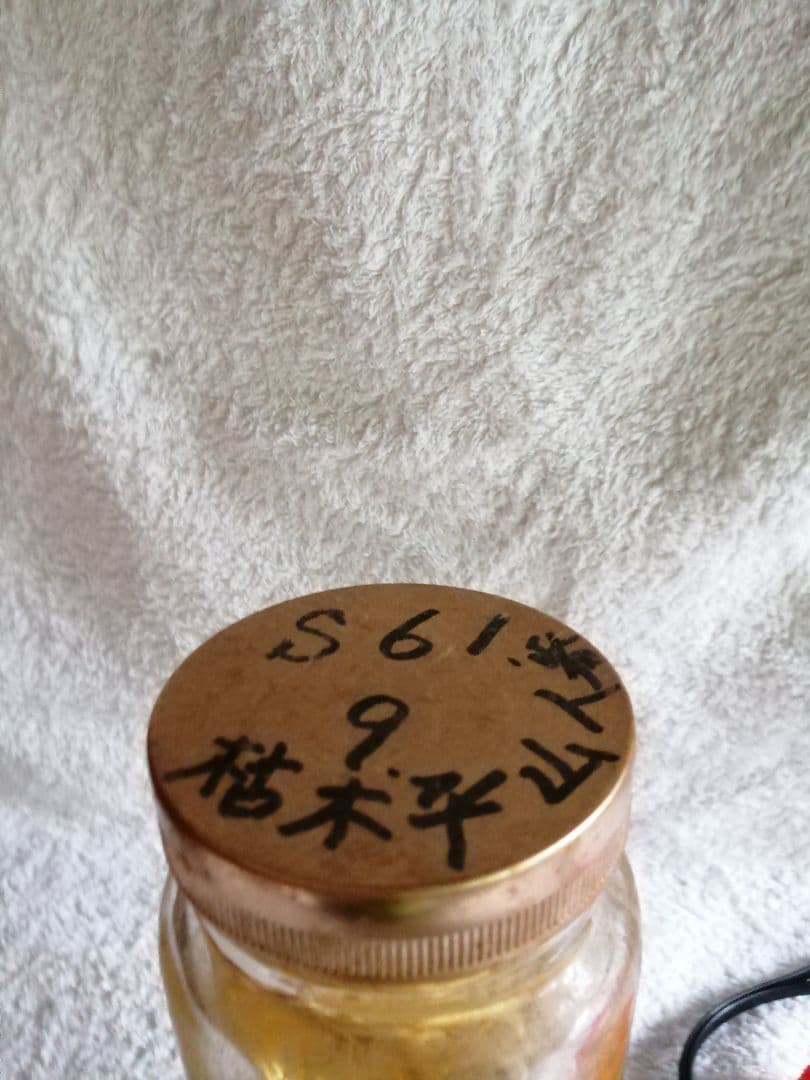 朝鮮人参 山人参