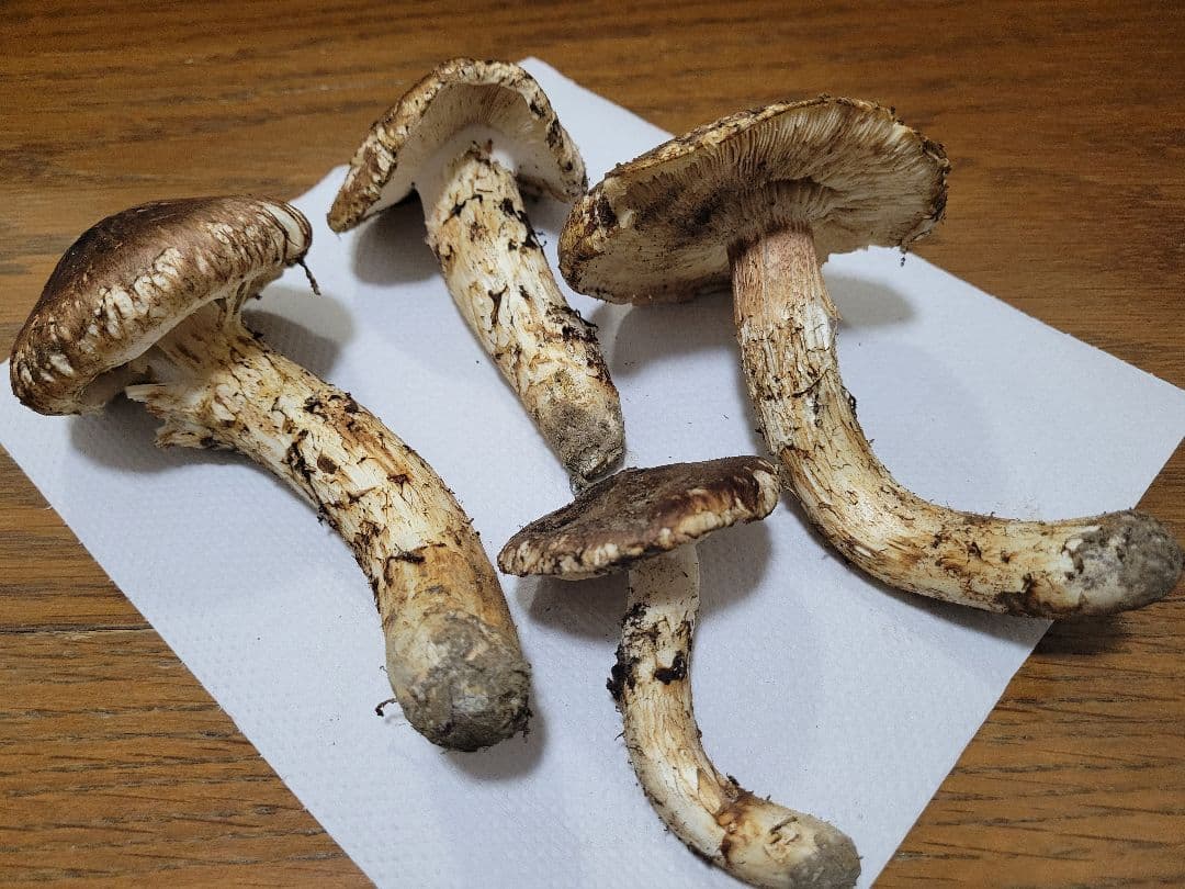 国産　岩手県産　松茸　220g