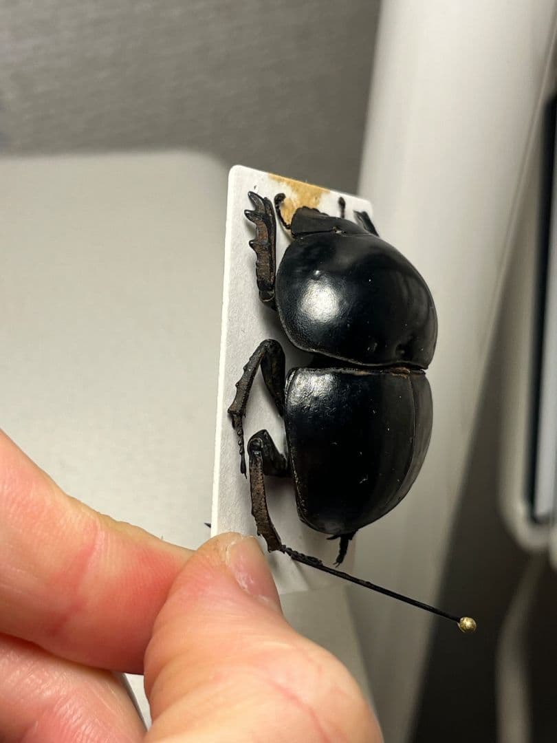 【未展足38mm】ピンポンタマオシコガネ 　スカラベ　フンコロガシ標本