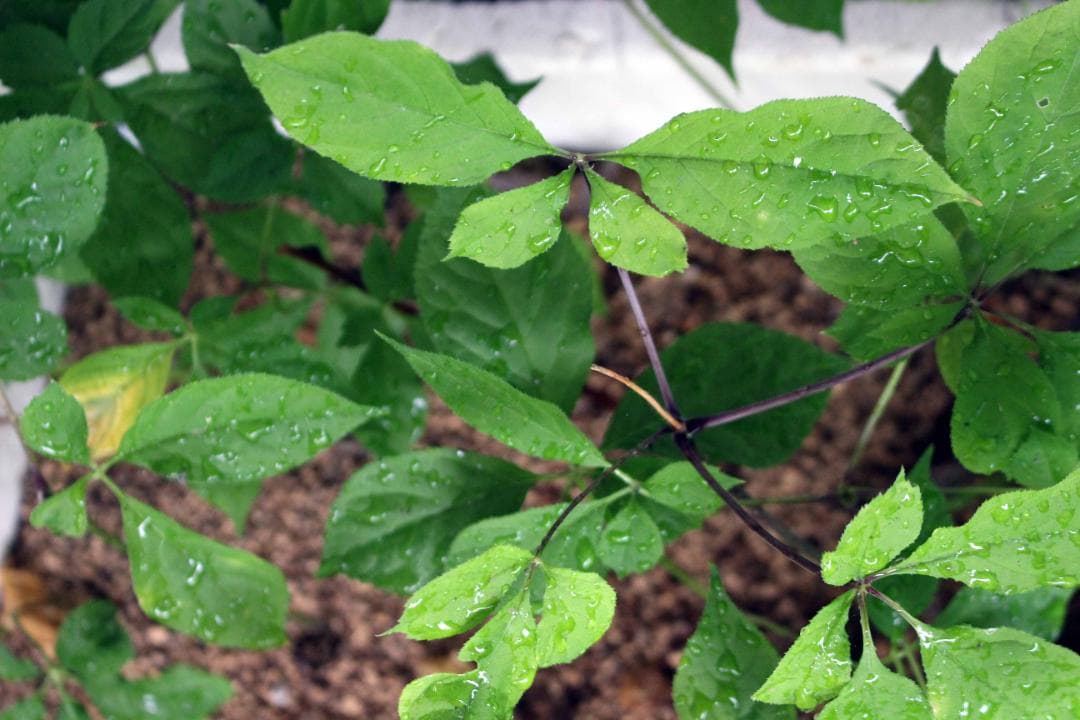 【専用】オタネニンジン 種子【白種】1500粒+【殻割発芽処理済】150粒