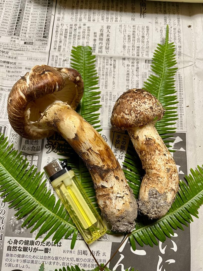 【大阪泉州産】天然松茸　採れたて　2本165g 国産