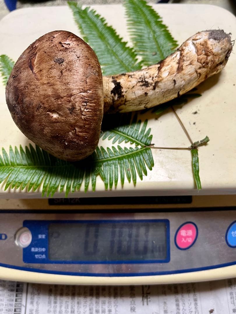 【大阪泉州産】天然松茸　採れたて　2本165g 国産