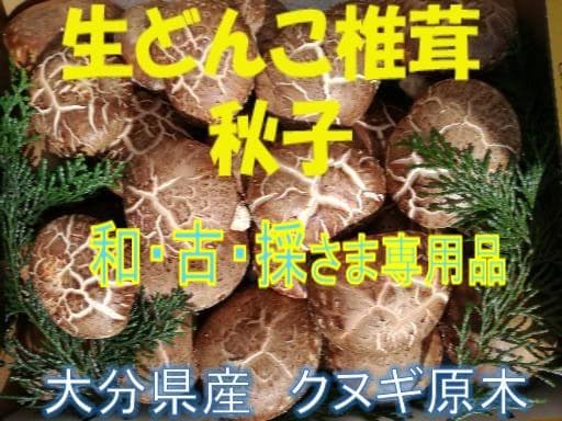 和・古・採さまご予約専用 大分県特産 生どんこ椎茸「秋子」ダブル
