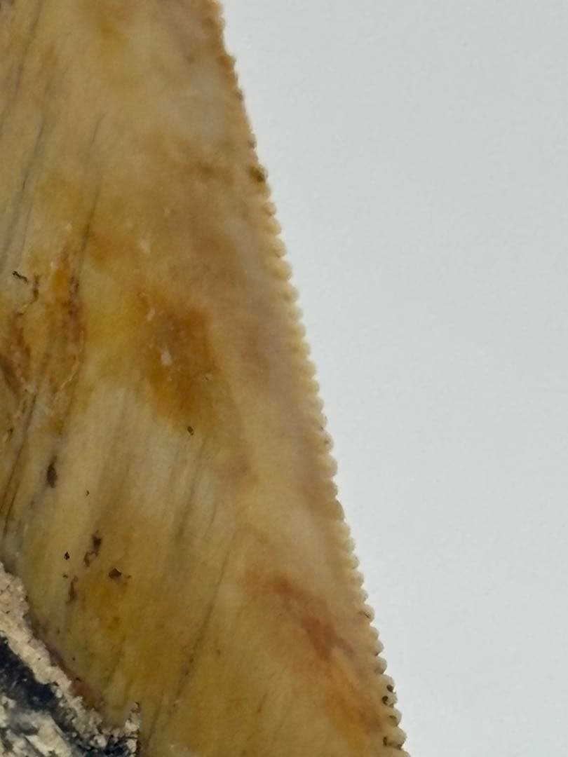 化石 サメの歯メガロドンインネシア約13.2cm 約244g新生代第三紀中新世