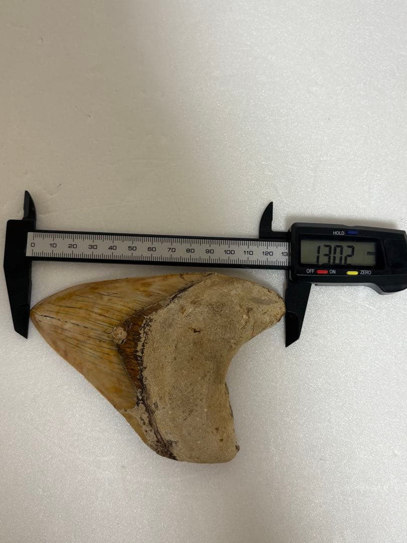 化石 サメの歯メガロドンインネシア約13.2cm 約244g新生代第三紀中新世