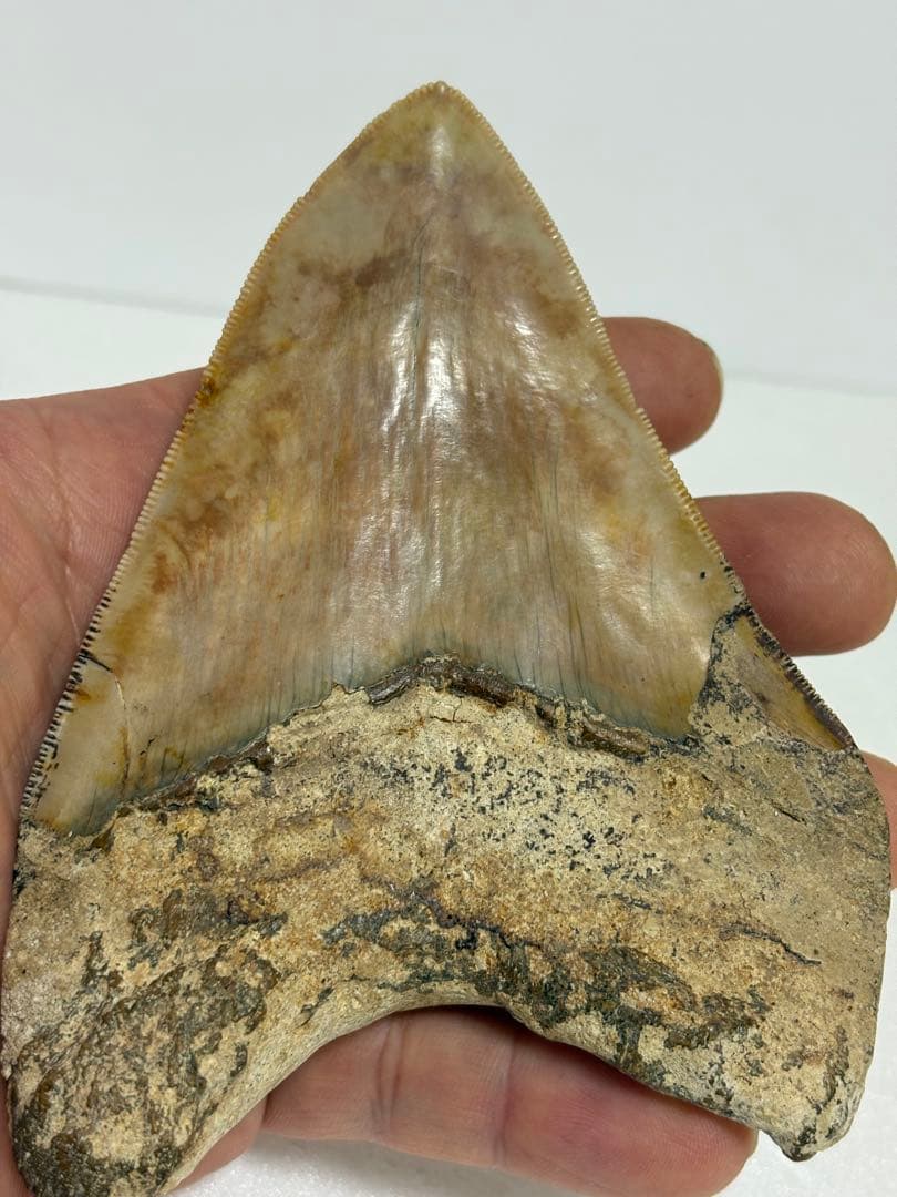 化石 サメの歯メガロドンインネシア約13.2cm 約244g新生代第三紀中新世