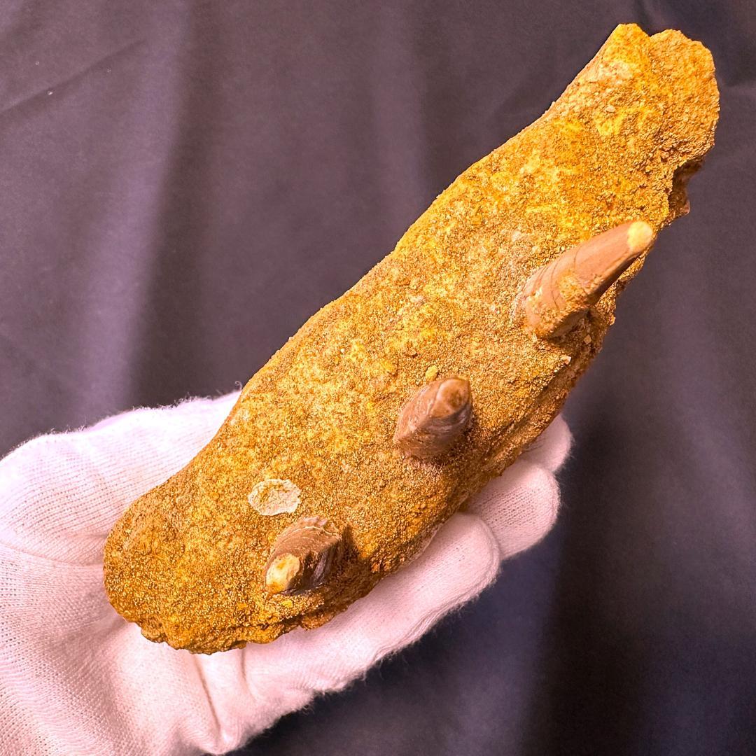 スピノサウルス 顎骨 歯 牙 化石標本 肉食恐竜 獣脚類 1449