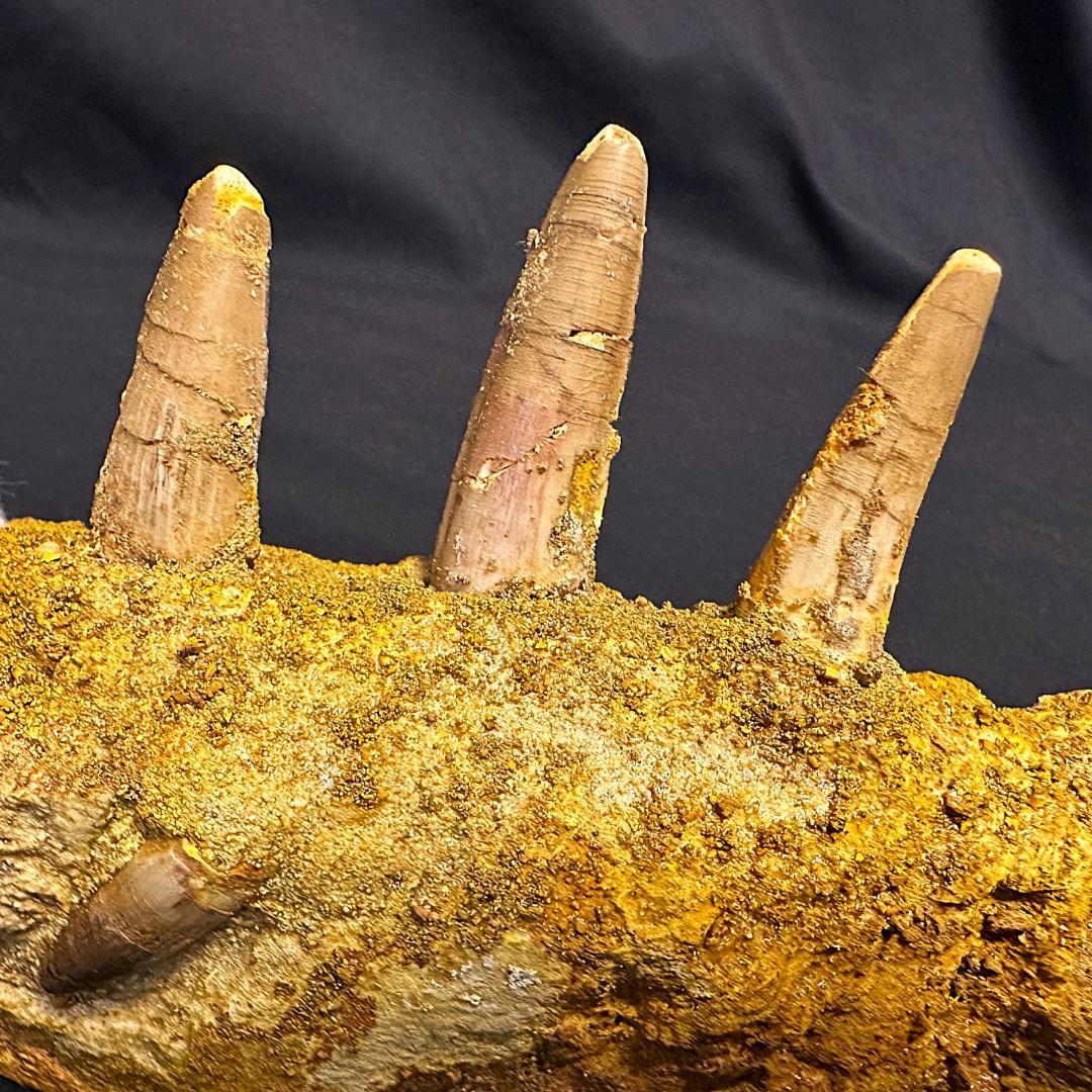 スピノサウルス 顎骨 歯 牙 化石標本 肉食恐竜 獣脚類 1449