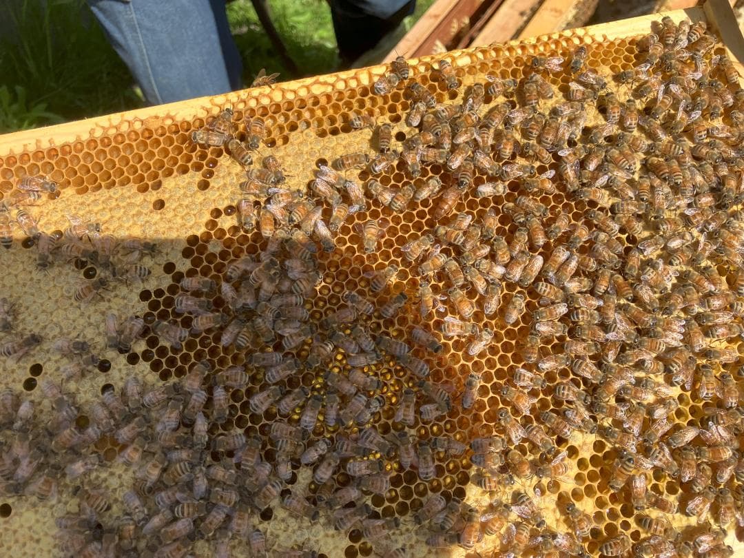 アカシア蜂蜜 1000g 2本 国産蜂蜜 生蜂蜜 セイヨウミツバチ はちみつ