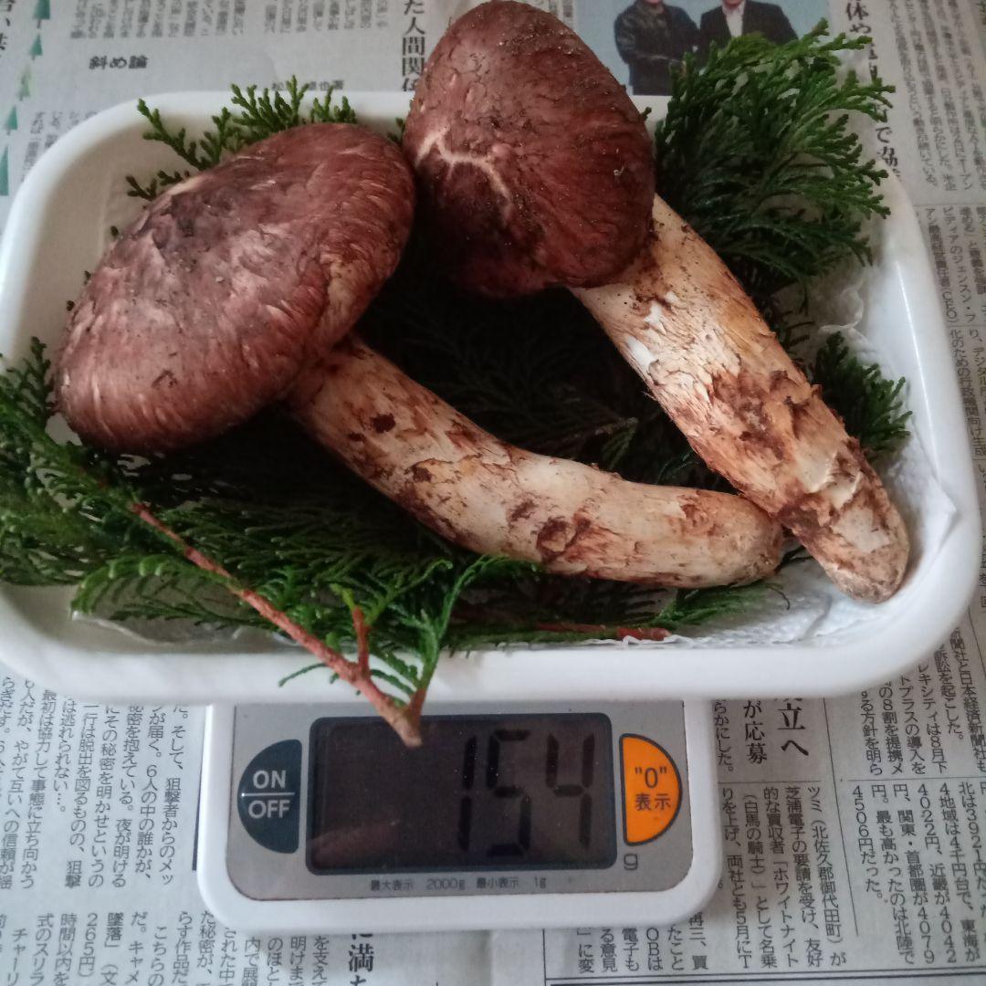 国産 長野県産 松茸 まつたけ 10/18夕採 ⑤