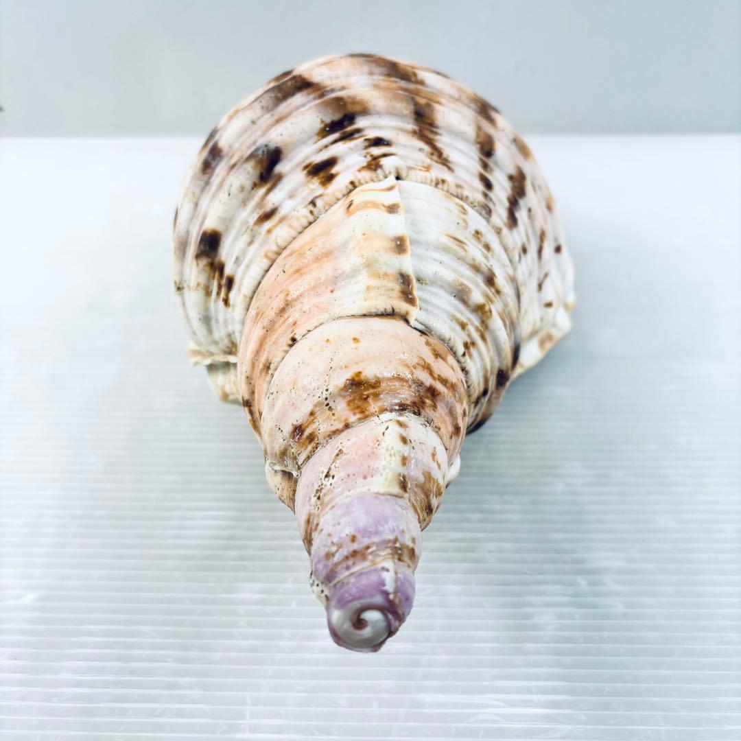 法螺貝　ホラ貝　約32cm 山伏　笛　 ほら貝　 修験道　 和楽器