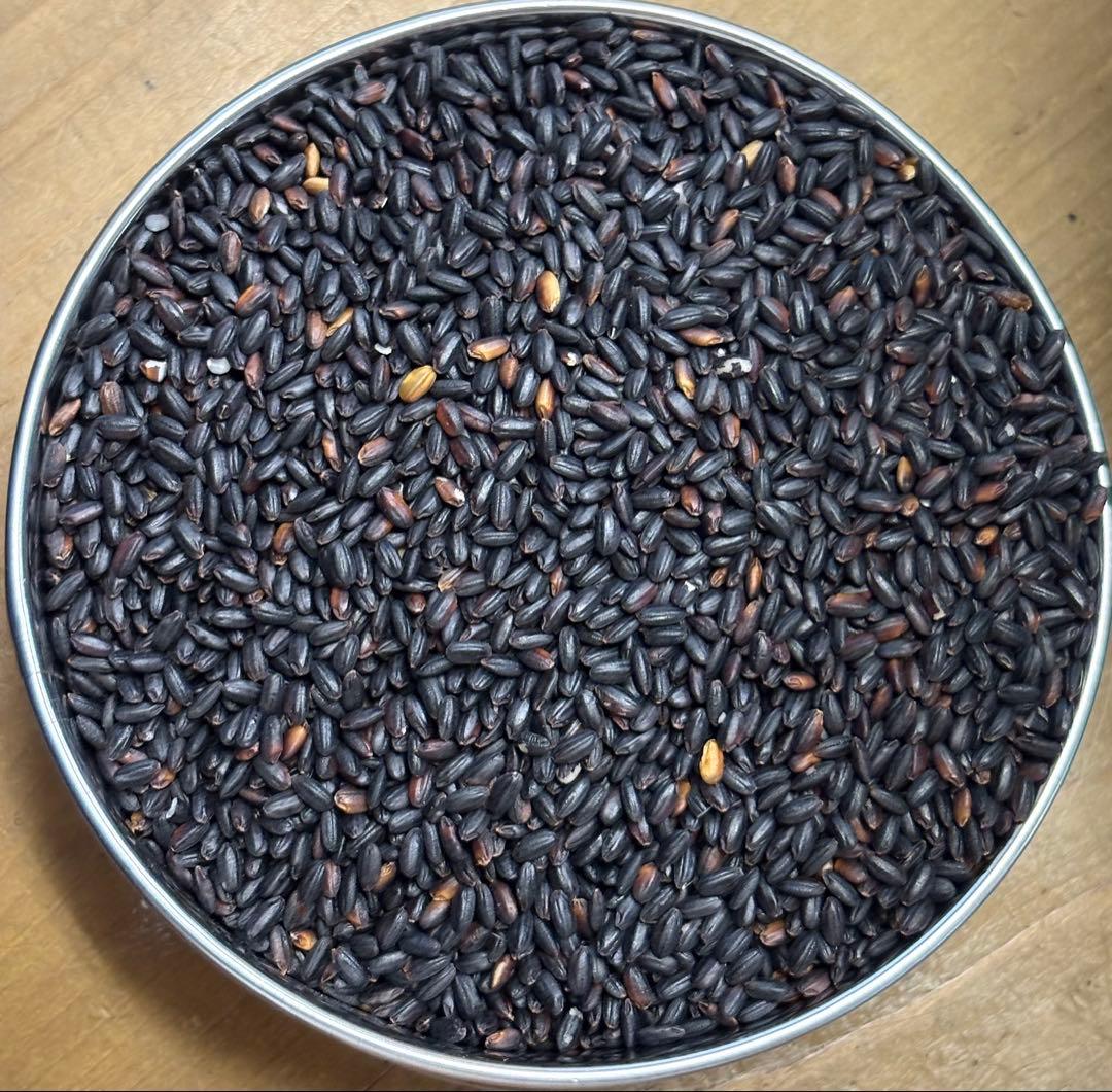 7年度愛知県産 黒米 10Kg