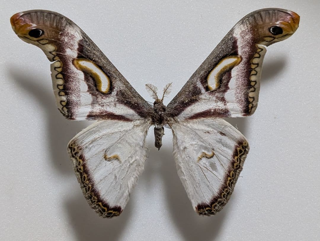 エピフォラヤママユ　♂　標本