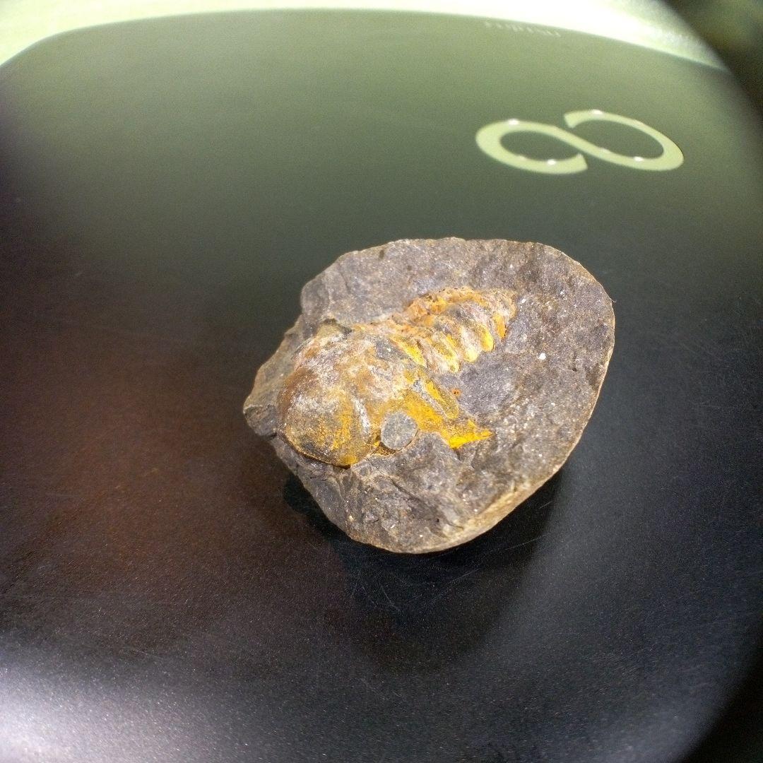 三葉虫　化石　fossil　ボリビア　trilobite　三葉虫綱　三葉虫管理⑨