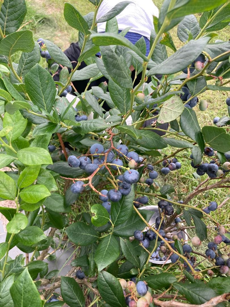 冷凍ブルーベリー