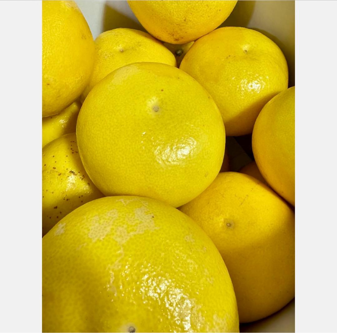 ⑳高知特産 露地栽培 土佐文旦 4L限定 文旦 約20kg 大玉 サイズ