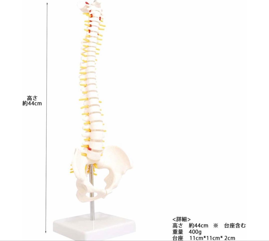 脊椎模型　人体模型 脊椎 44cm 2本セット