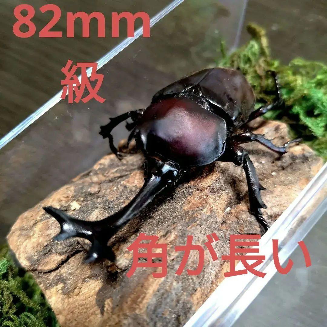 角スゴ長特大ワイルド野生赤レッド角長カブトムシ標本82mm頭角幅19mmぐらい