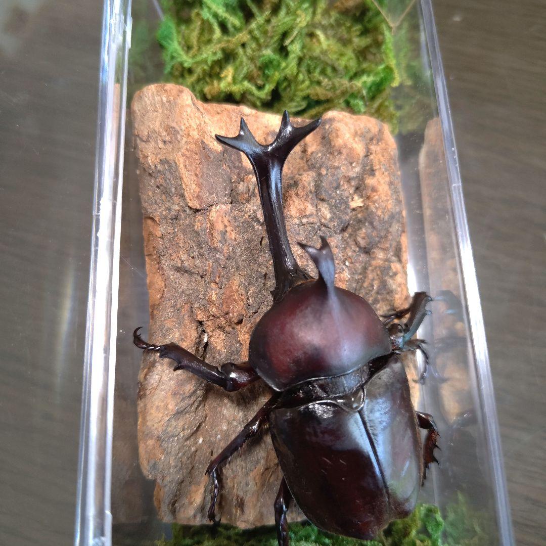 角スゴ長特大ワイルド野生赤レッド角長カブトムシ標本82mm頭角幅19mmぐらい