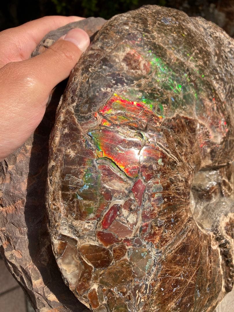 ドラゴンスキンのアンモライト 化石　アンモナイト　恐竜　風水　宝石