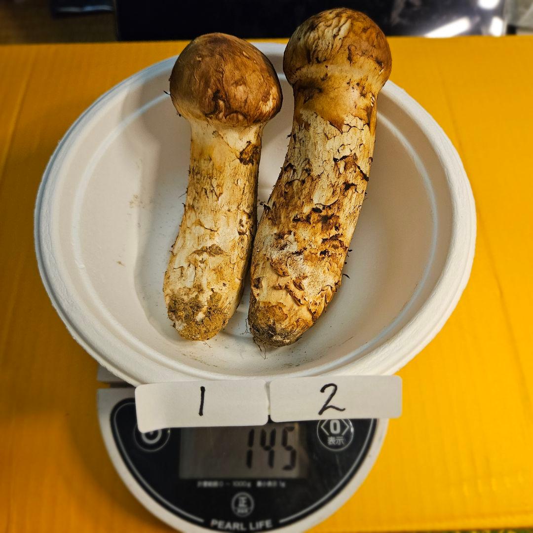 岩手県産松茸 145g