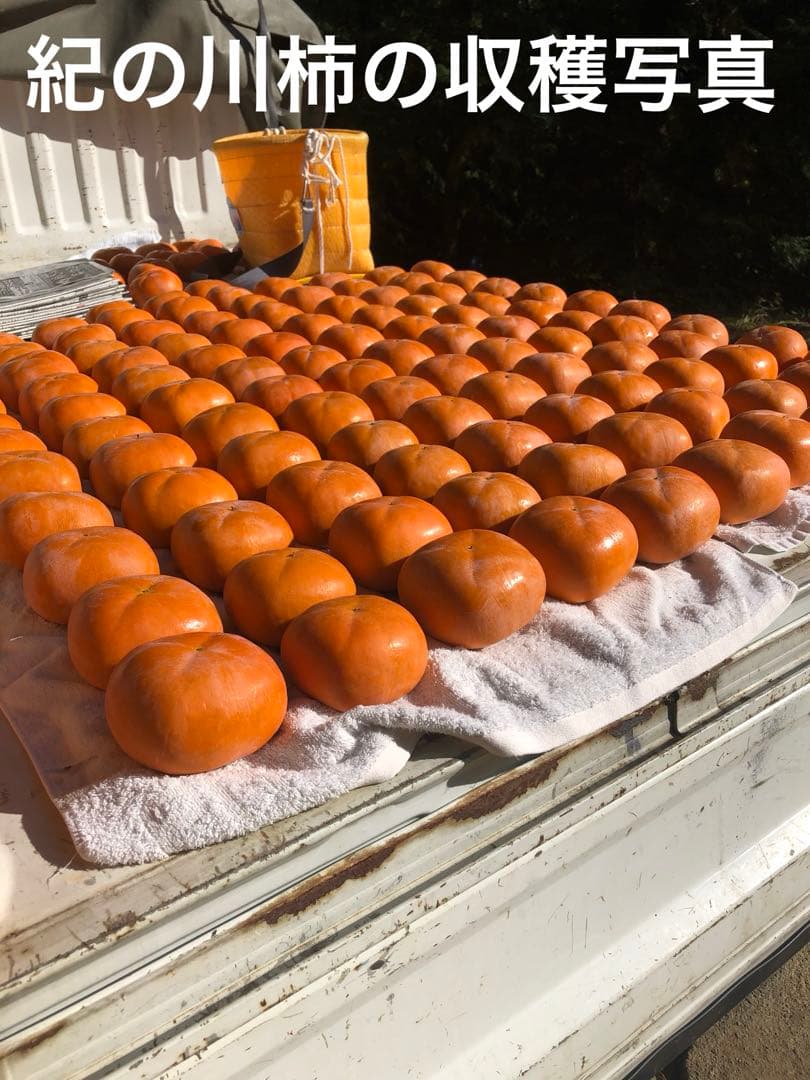 ※シャベル※和歌山県のブランド【紀の川柿】✖︎３箱