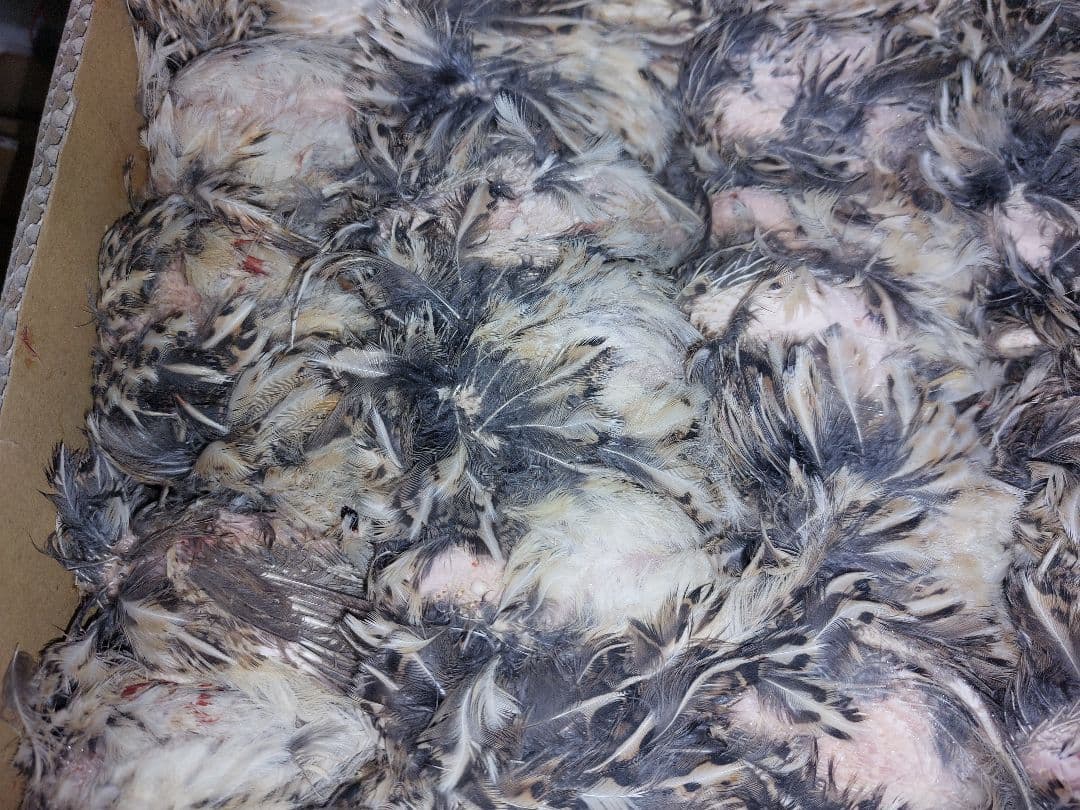 san様 冷凍ウズラ。内臓処理済み(国内産)2ケース猛禽、爬虫類等に。